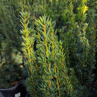 Taxus media Hicksii