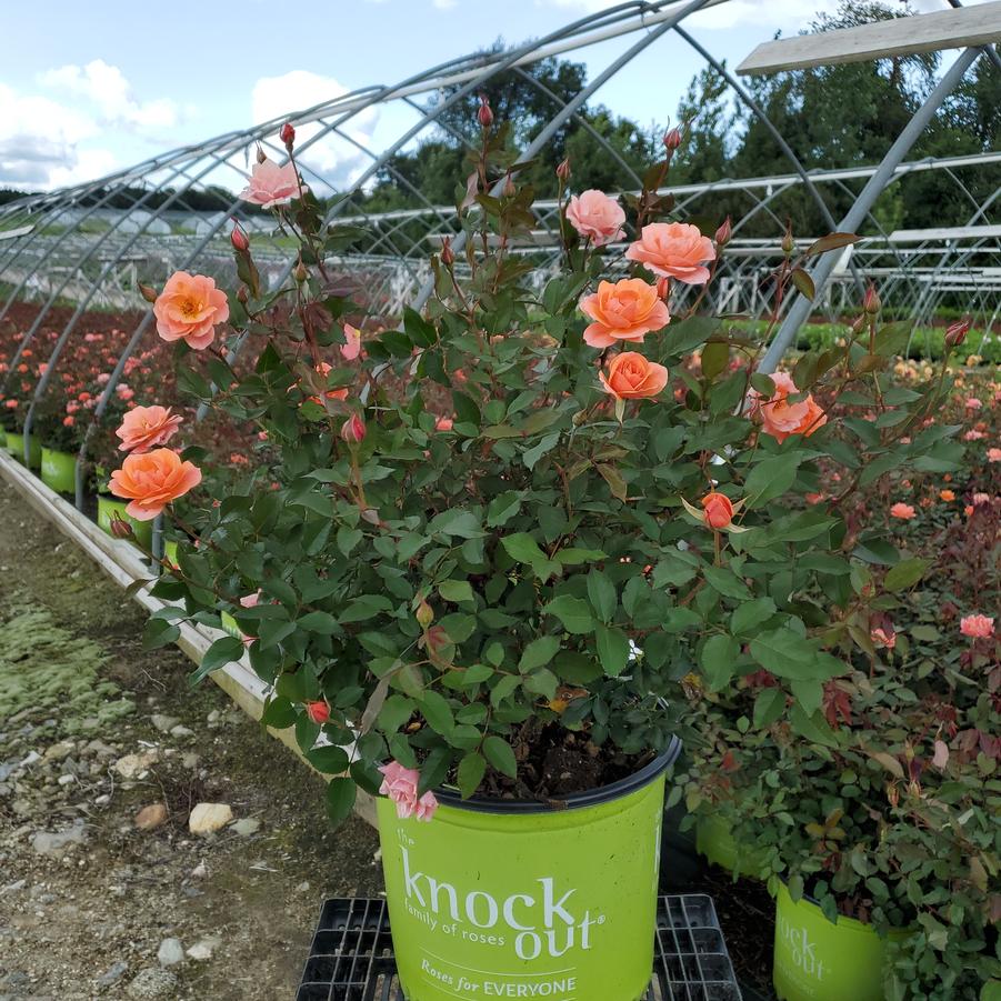 Rosa Coral Knock Out®