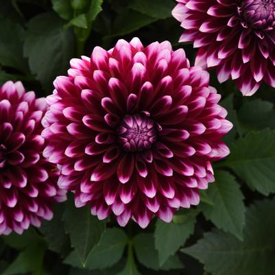 Dahlia Dalaya® Purple White