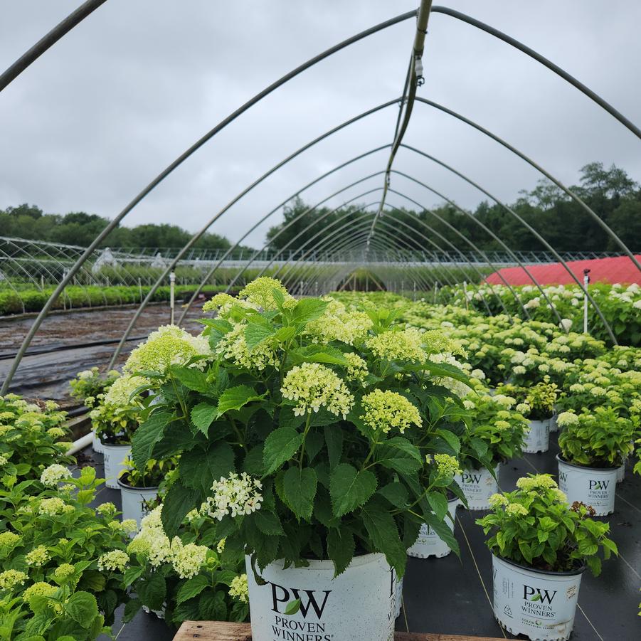 Hydrangea arborescens Invincibelle Limetta®