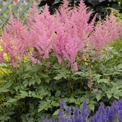 Astilbe japonica 'Rheinland'