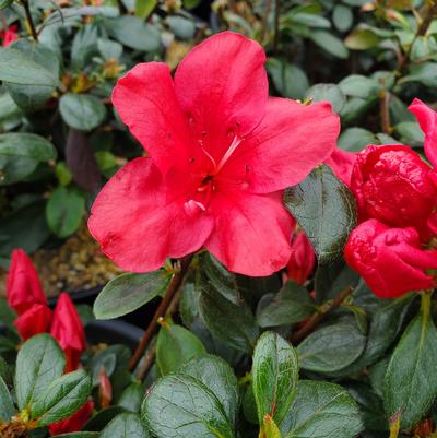 Azalea kaempferi 'Johanna'