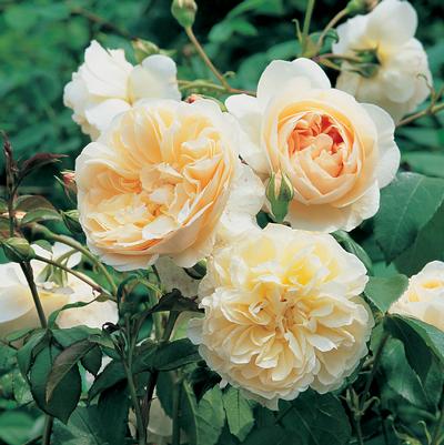 Rosa Lichfield Angel