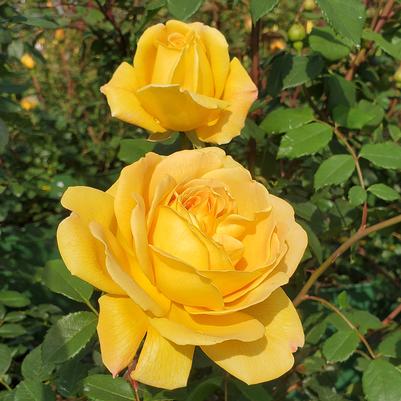 Rosa 'Golden Celebration'