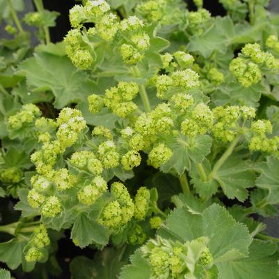 Alchemilla mollis 