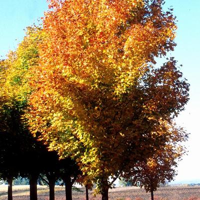 Acer saccharum Green Mountain