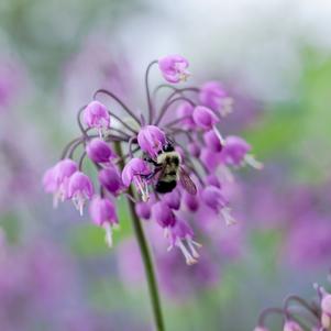 Allium cernuum 