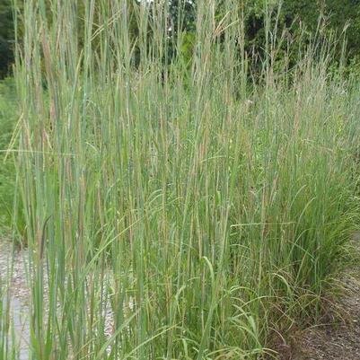 Andropogon gerardii 