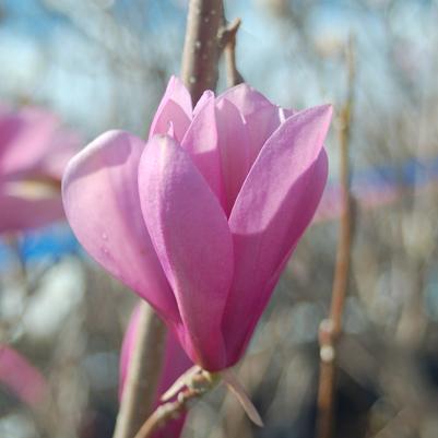 Magnolia liliiflora Jane