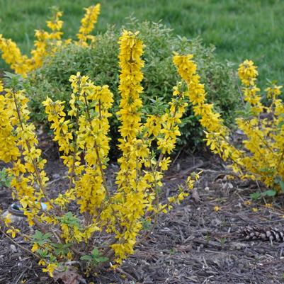 Forsythia x intermedia Magical® Gold