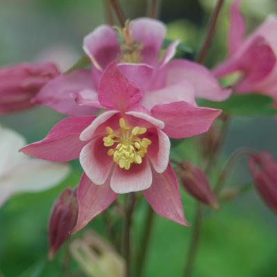 Aquilegia 'Biedermeir'