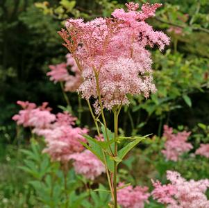 Filipendula rubra 'Venusta'