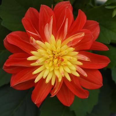 Dahlia Dalaya® Fireball