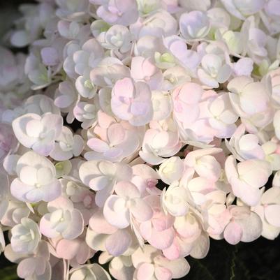 Hydrangea mac. Endless Summer® Collection Endless Summer® Blushing Bride®