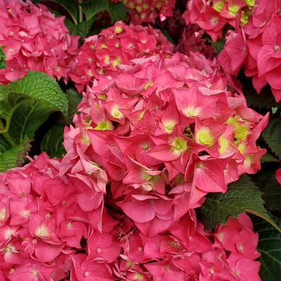 Hydrangea mac. Endless Summer® Summer Crush®