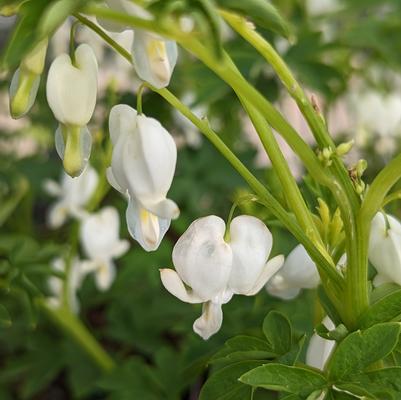 Dicentra spectabilis 'Alba'