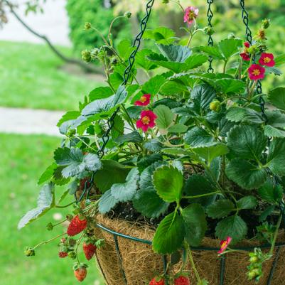 Fragaria ananassa Scarlet Belle™ - 6`` POT