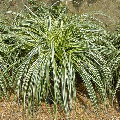 Carex oshimensis 'Feather Falls'