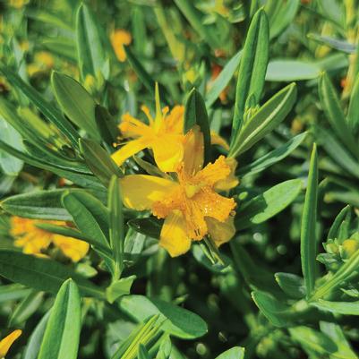 Hypericum kalmianum Cobalt-n-Gold™