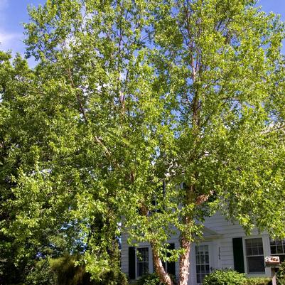 Betula nigra 'Heritage'