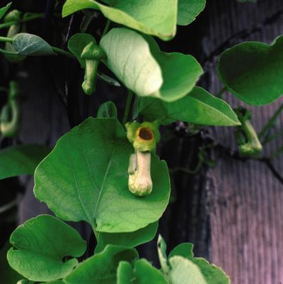 Aristolochia macrophylla 