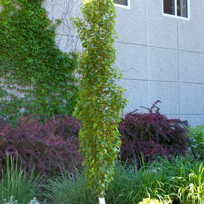 Betula platyphylla Parkland Pillar®