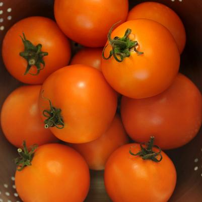 Tomato Solar Power