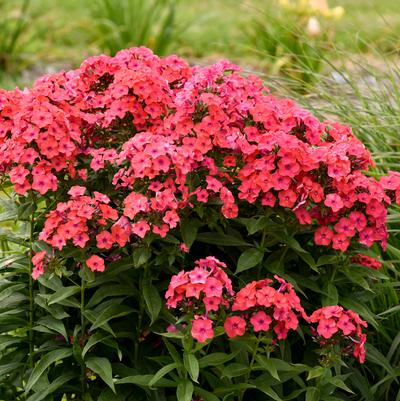 Phlox paniculata Luminary™ 'Sunset Coral'