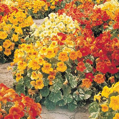 Tropaeolum majus 'Alaska Mix'