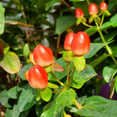 Hypericum inodorum Red Fame