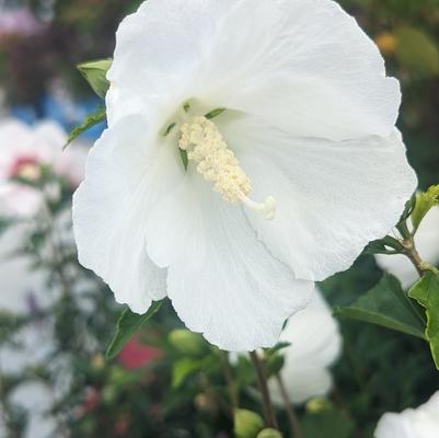 Hibiscus syriacus Bali™