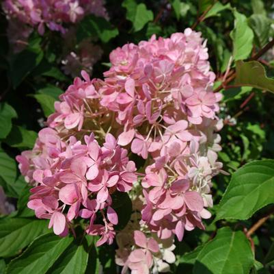 Hydrangea pan. Vanilla Strawberry™