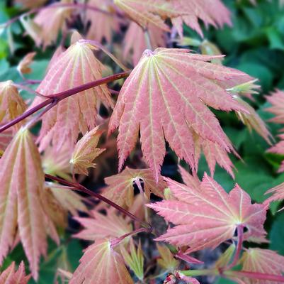 Acer shirasawanum Autumn Moon