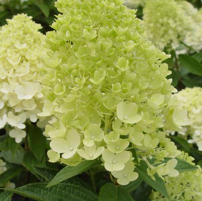 Hydrangea pan. Sweet Summer