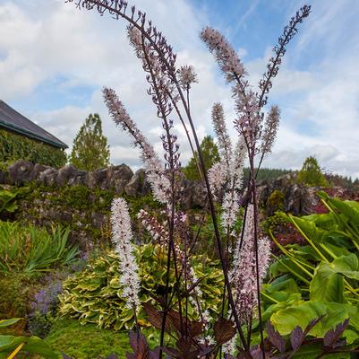 Actaea simplex 'Pink Spike'