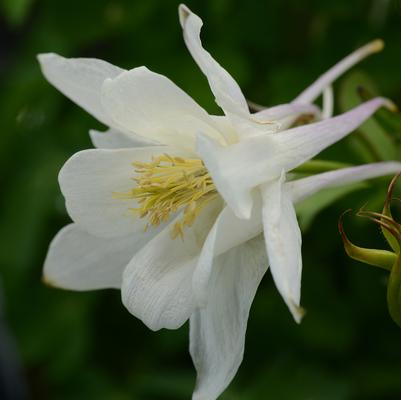 Aquilegia x Earlybird™ White