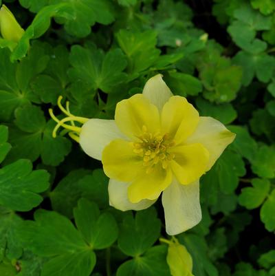 Aquilegia x Earlybird™ Yellow