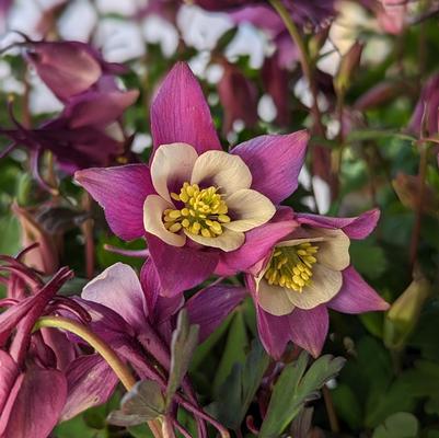 Aquilegia x Earlybird™ Purple White