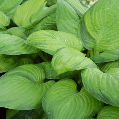 Hosta Guacamole