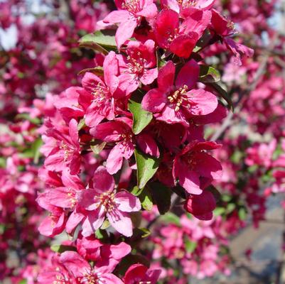 Malus X 'Prairiefire'