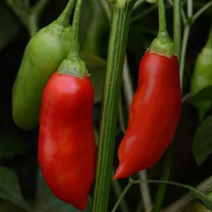 Pepper 'Aji Rico' (Hot)