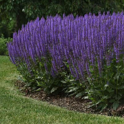 Salvia nemerosa 'Blue by You'