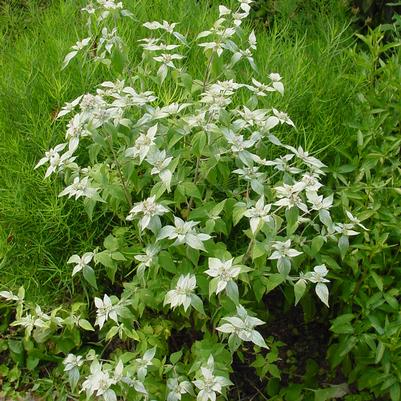 Pycnanthemum muticum 