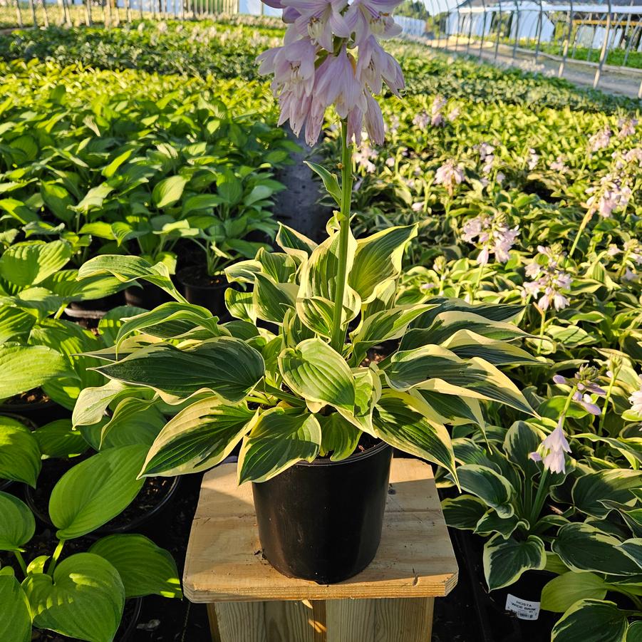 Hosta Wide Brim