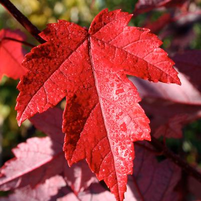 Acer rubrum Redpointe®