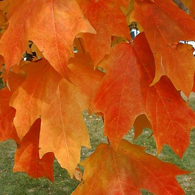 Acer saccharum Fall Fiesta