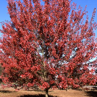 Acer rubrum Autumn Flame