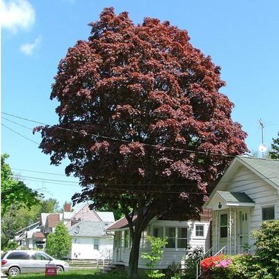 Acer palmatum 'Samurai Sword'