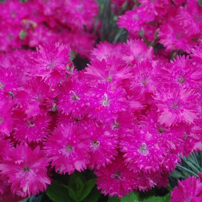 Dianthus Neon Star