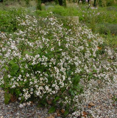 Aster divaricatus 'Eastern Star'